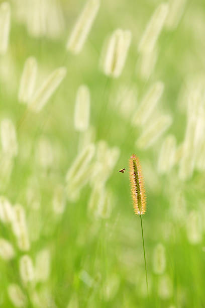istock Bee and grass in the meadow green background 481330282