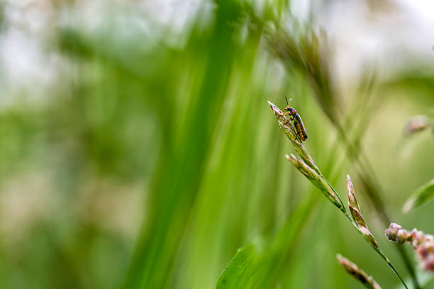 insetti in cima di un erba di paglia - wild barley foto e immagini stock