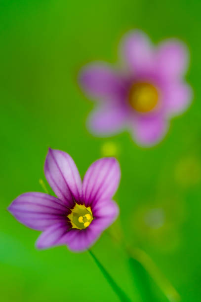 Blue Eyed Grass-Sisyrinchium rosulatum, Kanagawa Prefecture/Japan, 2013/5/16.