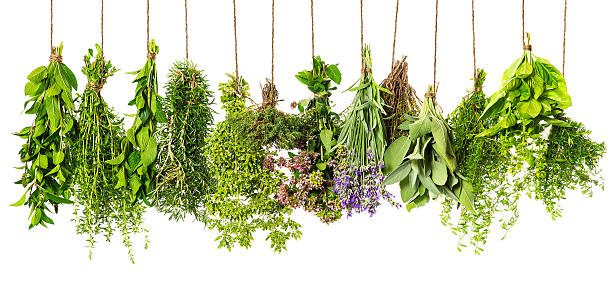 istock herbs hanging isolated on white. food ingredients 481331541