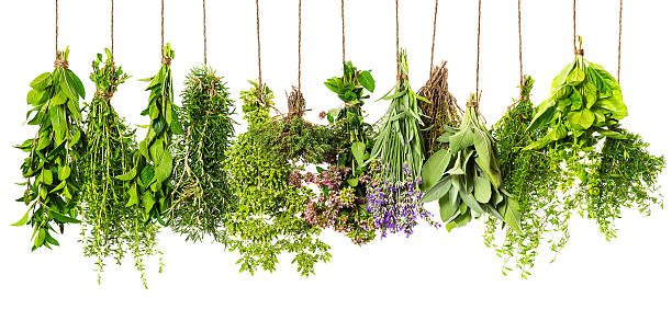herbs hanging isolated on white. food ingredients stock photo