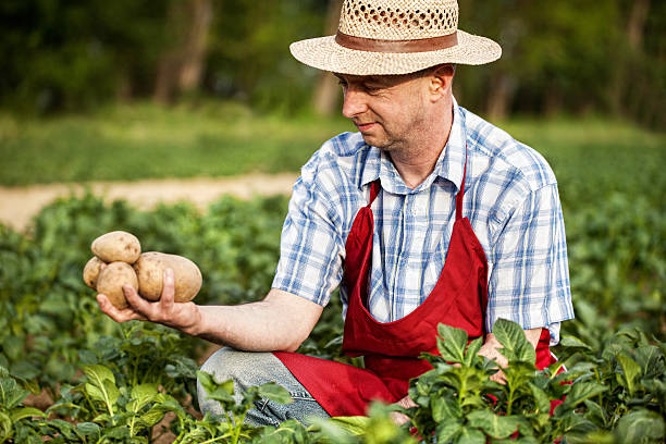 istock farmer looking his potato harvest at field row 481332165