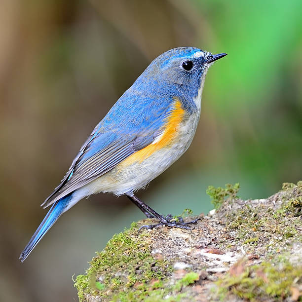 istock male Red-flanked Bluetail 481332209