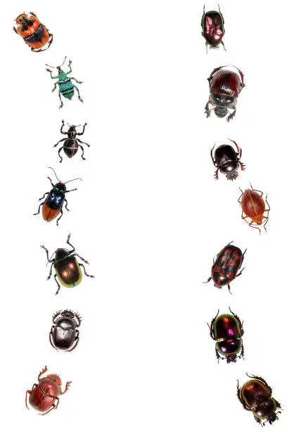 Photo of Beetles in two rows.