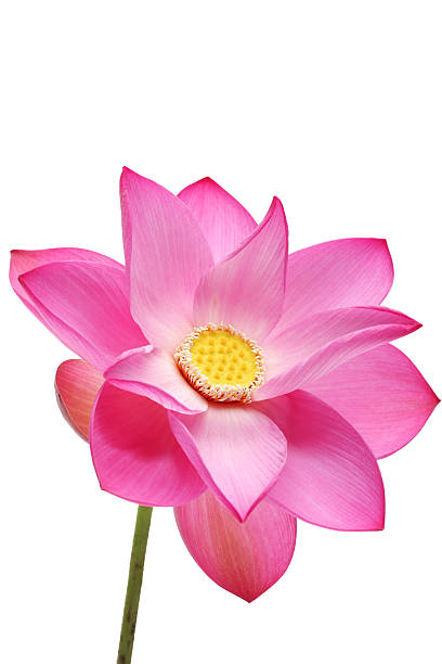 istock lotus flower isolated on white background. 481333770