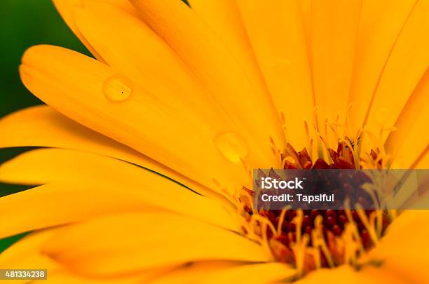 Dew On Yellow Gerbera Leaves Stock Photo - Download Image Now - 2015, Beauty In Nature, Biology