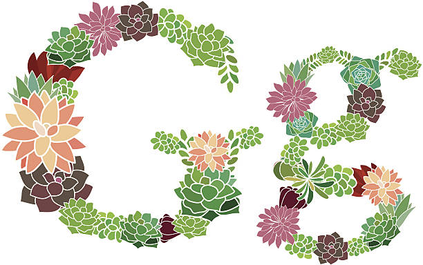 Succulent letter G and g vector art illustration