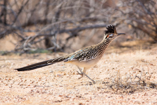 A Greater Roadrunner near Lake Powell at the Glen Canyon National Recreation Area