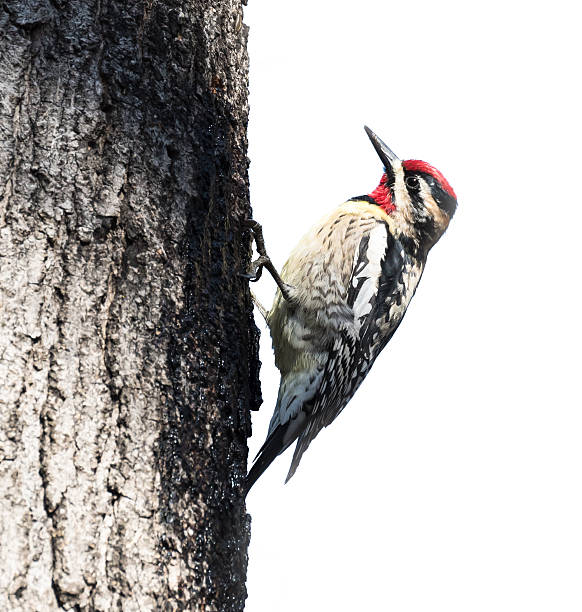 istock Yellow-bellied Sapsucker on White Background 481337240