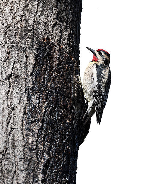 istock Yellow-bellied Sapsucker on White Background 481337248