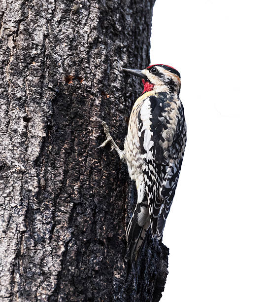 istock Yellow-bellied Sapsucker on White Background 481337264