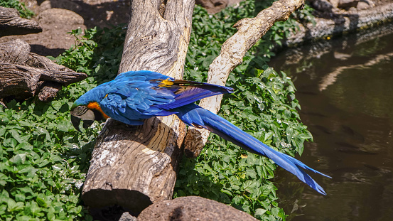 A Colorful Pet Parrot 