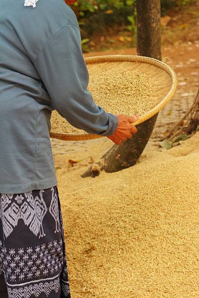 istock farm worker is flicks rice in the tray. 481337600