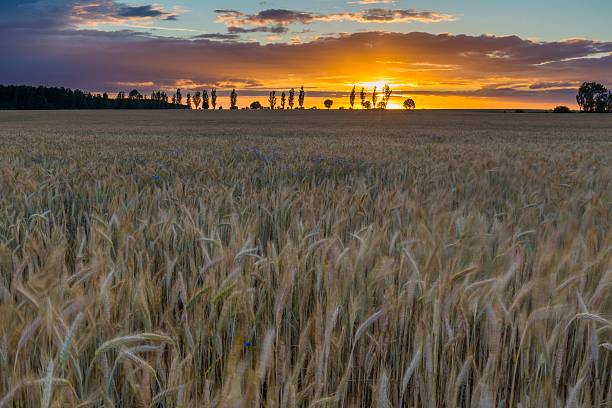 istock Landscape of corn field at summer sunset 481337630