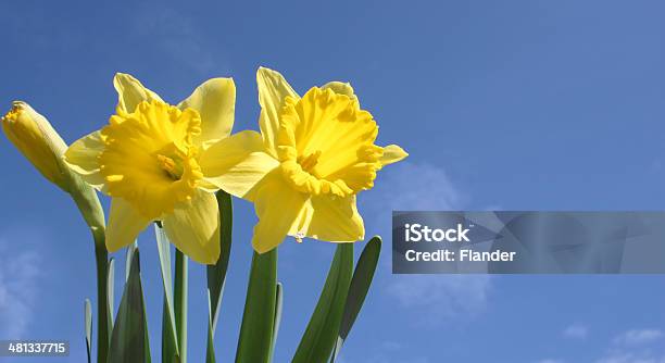 Daffodils - カラー画像のストックフォトや画像を多数ご用意 - カラー画像, クローズアップ, ラッパズイセン