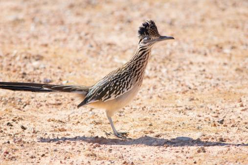 A Greater Roadrunner (Geococcyx californianus) near Lake Powell at the Glen Canyon National Recreation Area.