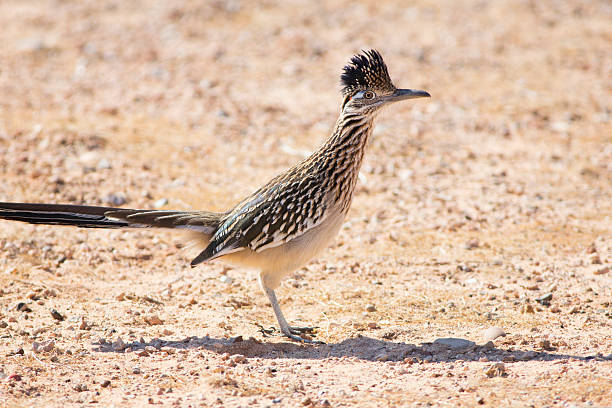 geococcyx californianus - roadrunner - fotografias e filmes do acervo