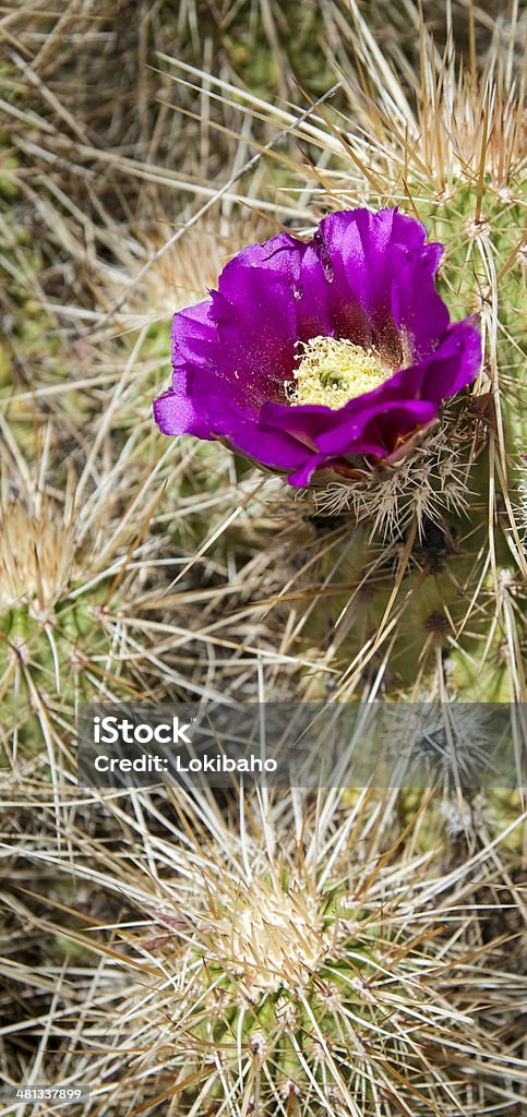 Purple Blooming Hedgehog Cactus Magenta flower on a Hedgehog Cactus. Arizona Stock Photo