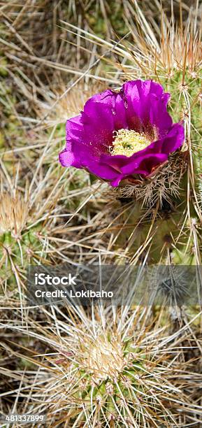 Purple Blooming Hedgehog Cactus Stock Photo - Download Image Now - Arizona, Beauty In Nature, Cactus