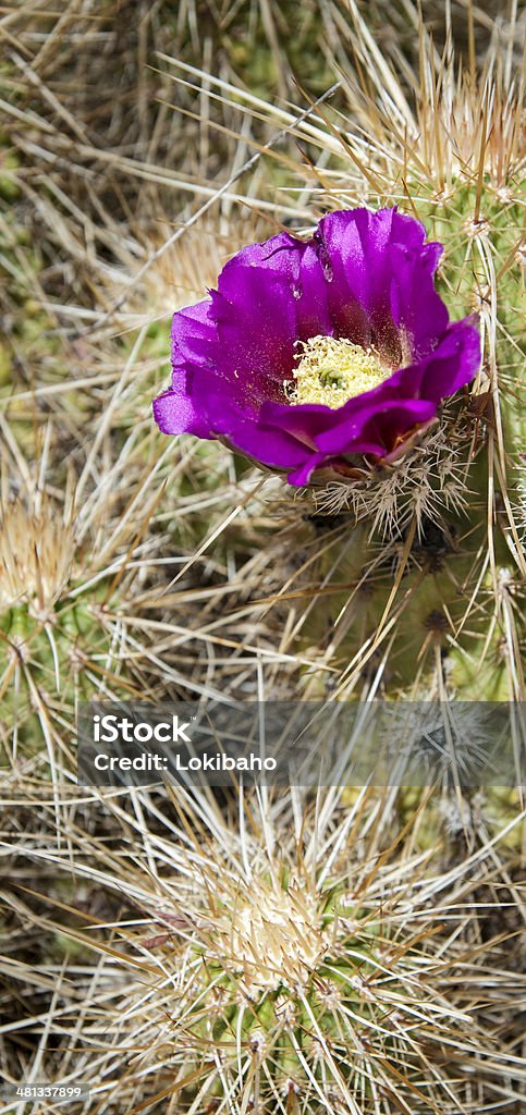 Roxo florescendo Cacto Hedgehog - Foto de stock de Afiado royalty-free