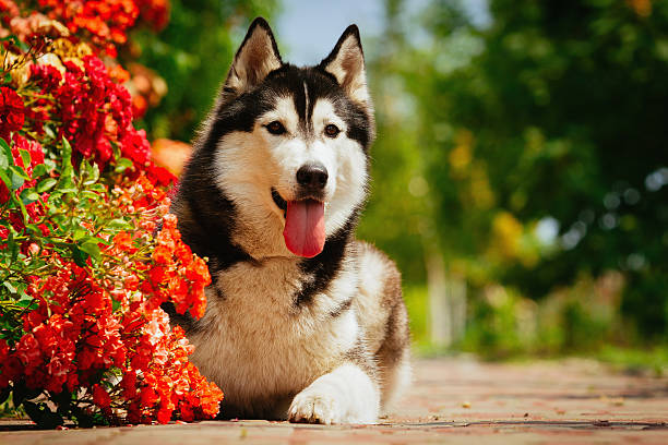 istock Portrait of a Siberian Husky. 481337992