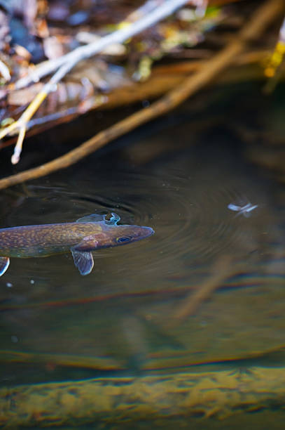 istock Rising Whitespotted Char-Salvelinus leucomaenis 481338571
