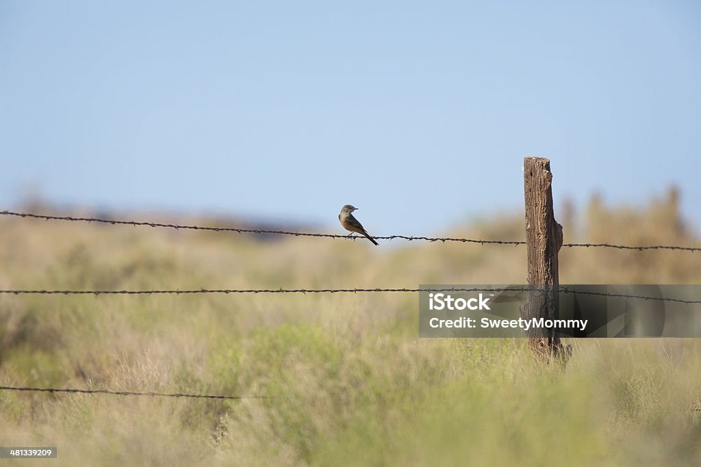 Diga's Phoebe em Utah - Foto de stock de Animal royalty-free