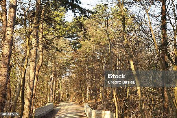 Weg Im Wald Stockfoto und mehr Bilder von Baum - Baum, Braun, Brücke