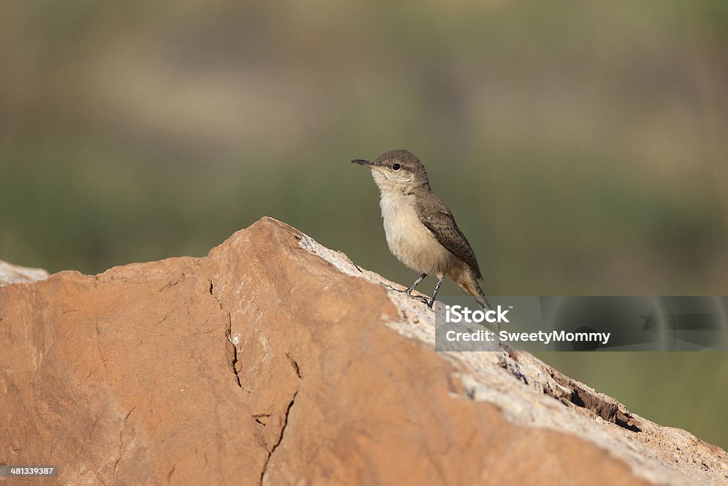 Bebé troglodita de roca - Foto de stock de Aire libre libre de derechos