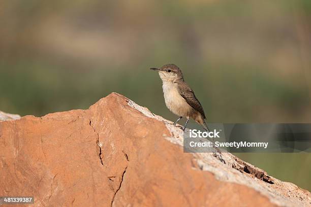 Bebé Troglodita De Roca Foto de stock y más banco de imágenes de Aire libre - Aire libre, Animal, Animal joven