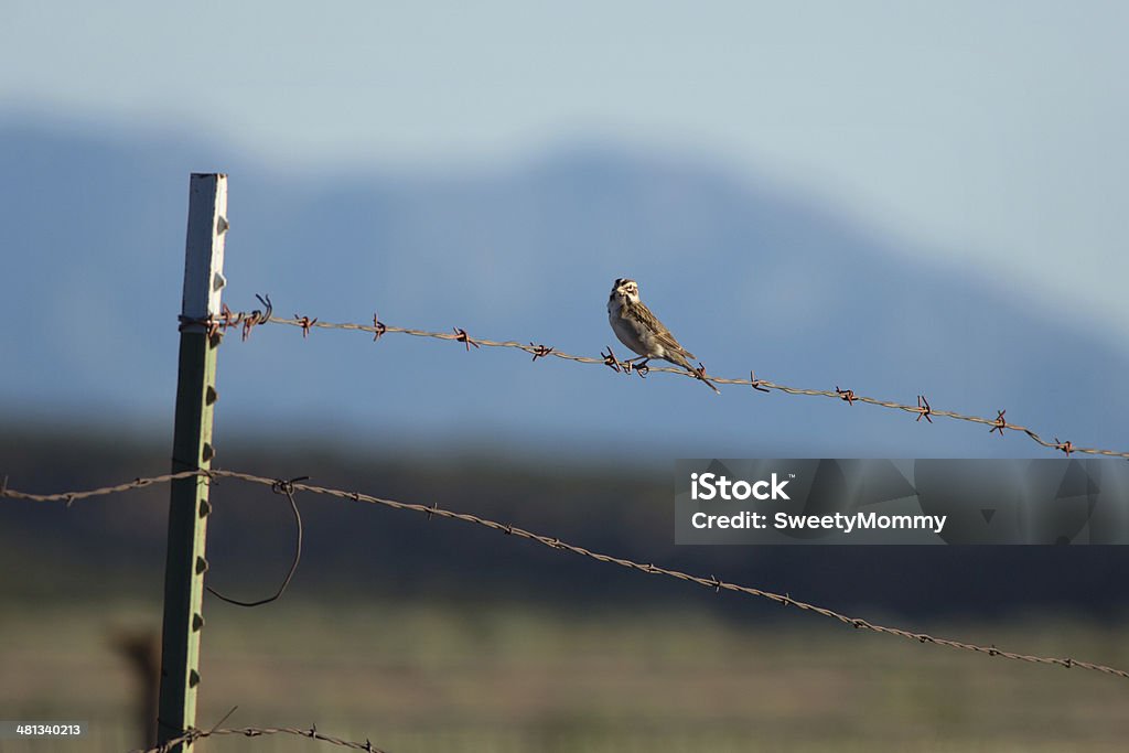 Passero calandra - Foto stock royalty-free di Ambientazione esterna