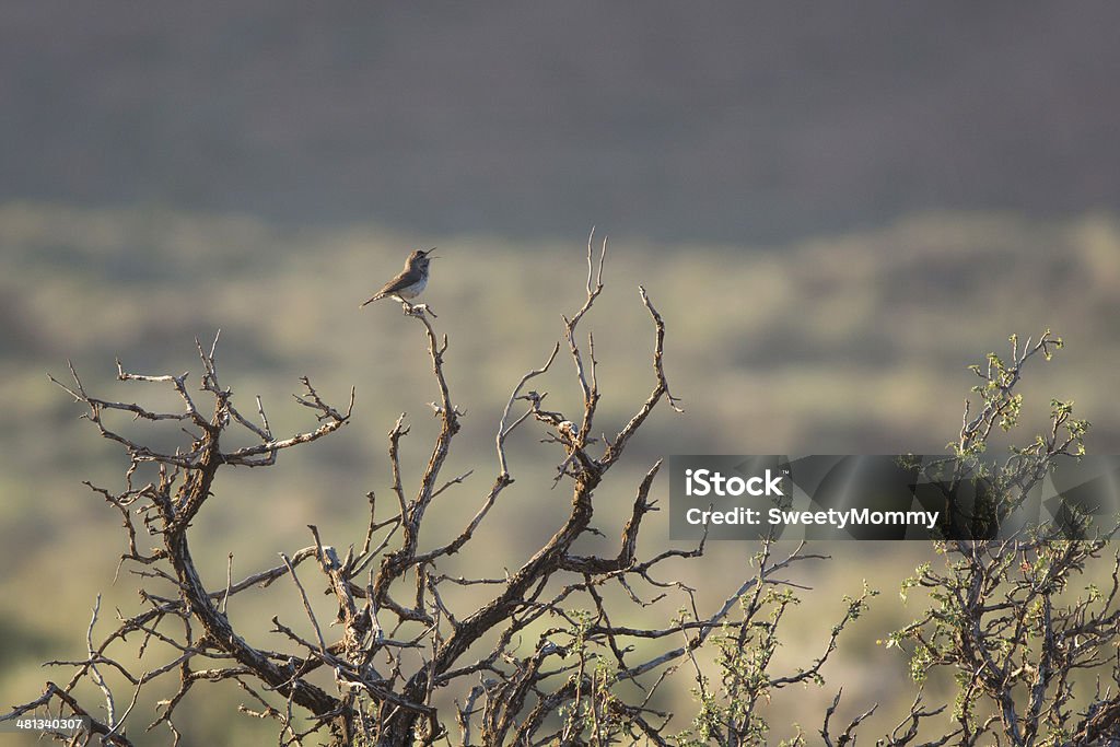 Scricciolo di roccia Cantare - Foto stock royalty-free di Albero