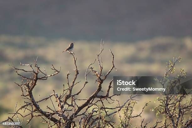 Scricciolo Di Roccia Cantare - Fotografie stock e altre immagini di Albero - Albero, Ambientazione esterna, Animale