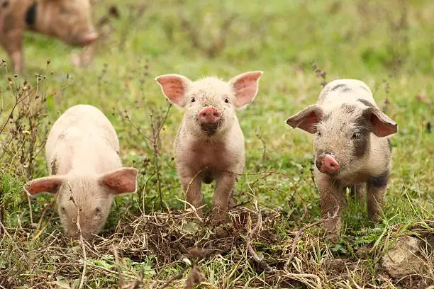 Three piglets posing on the farm
