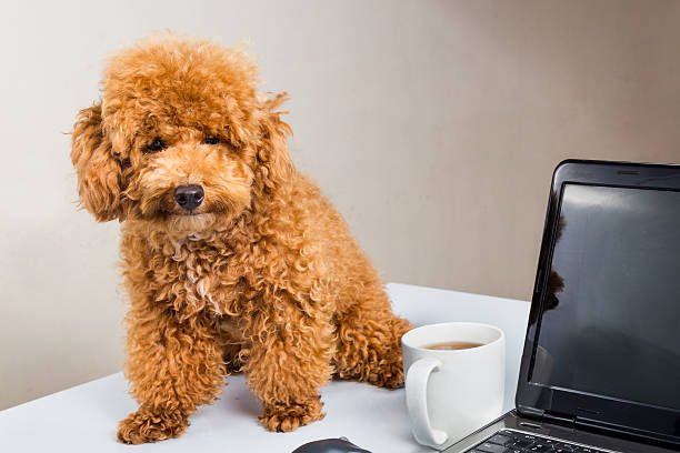 istock Cute poodle puppy sitting on office desk with laptop computer 481340478