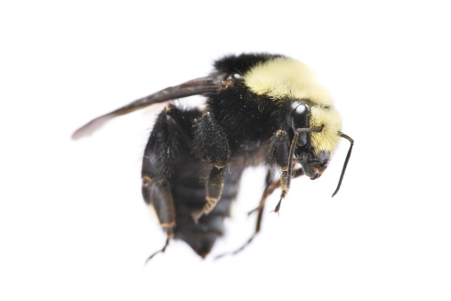 Close up of Carperter Bee on white.