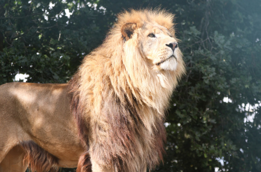 An impressive male lion with an equally impressive mane