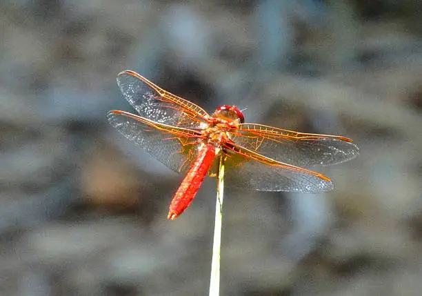 Photo of Fire Dragonfly Wings