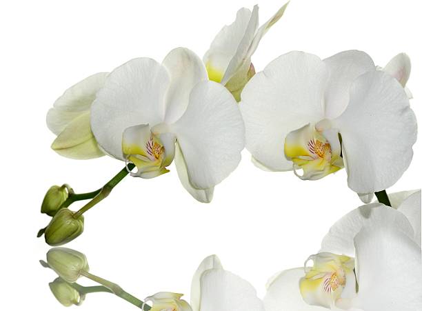 fiore di orchidea bianca - dendrobium tropical flower front view plant foto e immagini stock