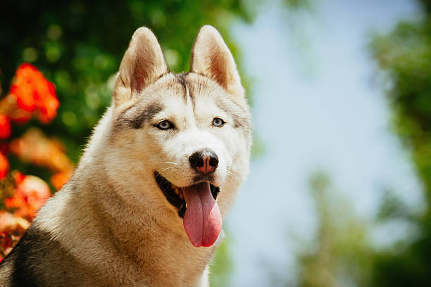 istock Portrait of a Siberian Husky. 481340994