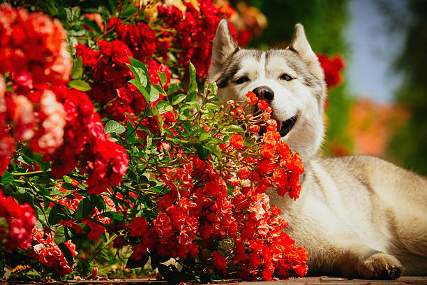 istock Portrait of a Siberian Husky. 481340998