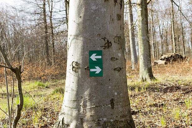 hiking wskazówki - discovery forest lost confusion zdjęcia i obrazy z banku zdjęć