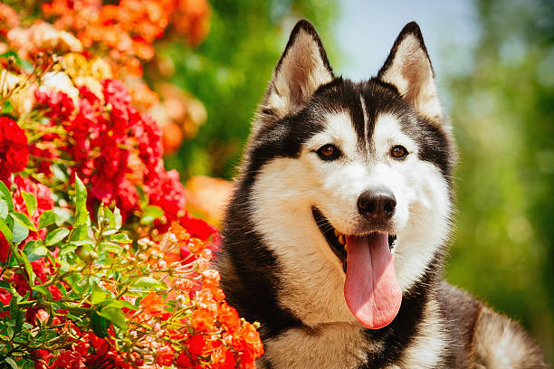 istock Portrait of a Siberian Husky. 481341064