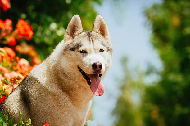istock Portrait of a Siberian Husky. 481341066