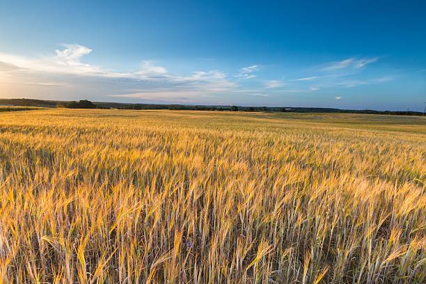 istock Landscape of corn field at summer sunset 481341338