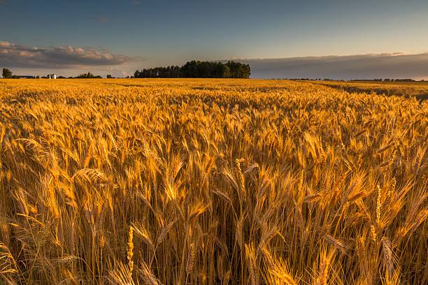 istock Landscape of corn field at summer sunset 481341354