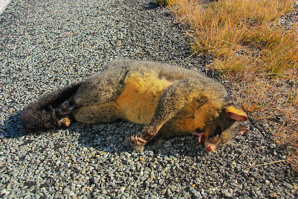 Common brushtail possum, Dead. Common brushtail possum, Dead,New Zealand. possum nz stock pictures, royalty-free photos & images
