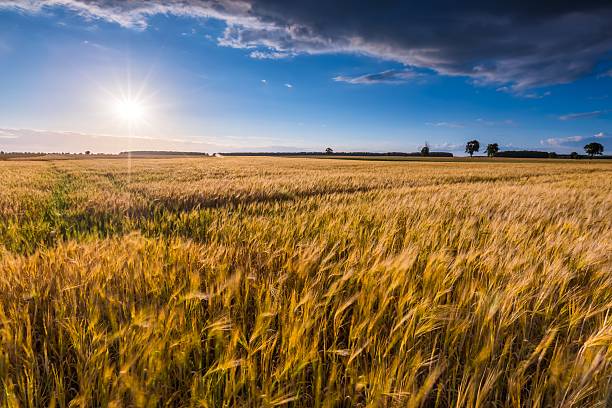 istock Landscape of corn field at summer sunset 481341408