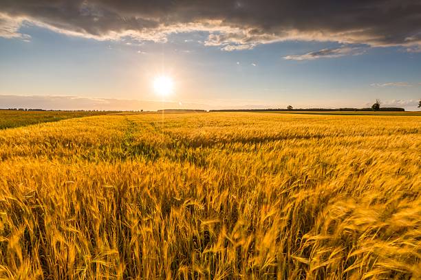 istock Landscape of corn field at summer sunset 481341434