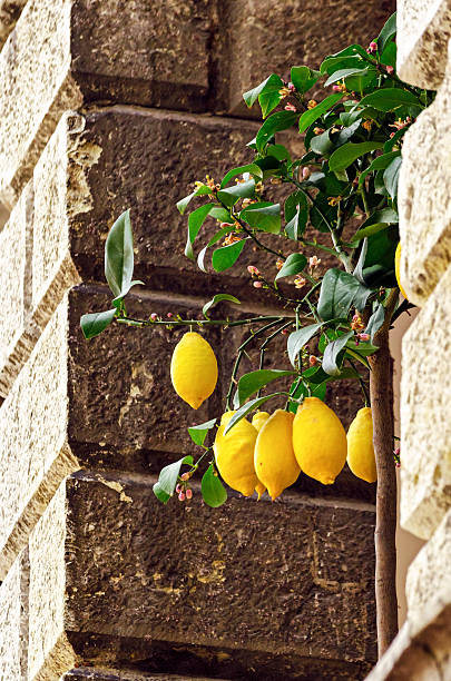 citrons dans limone sul garda, lago di garda - mt lemmon photos et images de collection